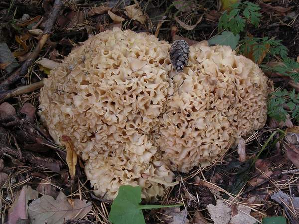 Detail vzcn houby vypadajc jako podn velik mozek. Stejn jako ten i kotr se d jst :-)