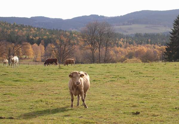 Osamělá kráva upřeně pozorující SDA výpravu. Stojí na prosluněné louce, v pozadí zbytek stáda, zbarvené listnáče a husté lesy na obzoru. Typické pošumavské panorama ...