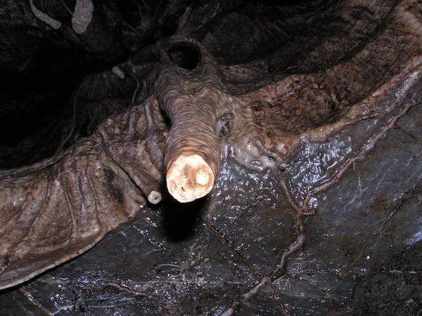 Zespoda focen zvoj s ulomenm stalaktitem: ten u pr nedoroste.