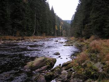 Říčka Křemelná tekoucí v zapomenutém údolí sevřeném prudkými lesy porostlými svahy.